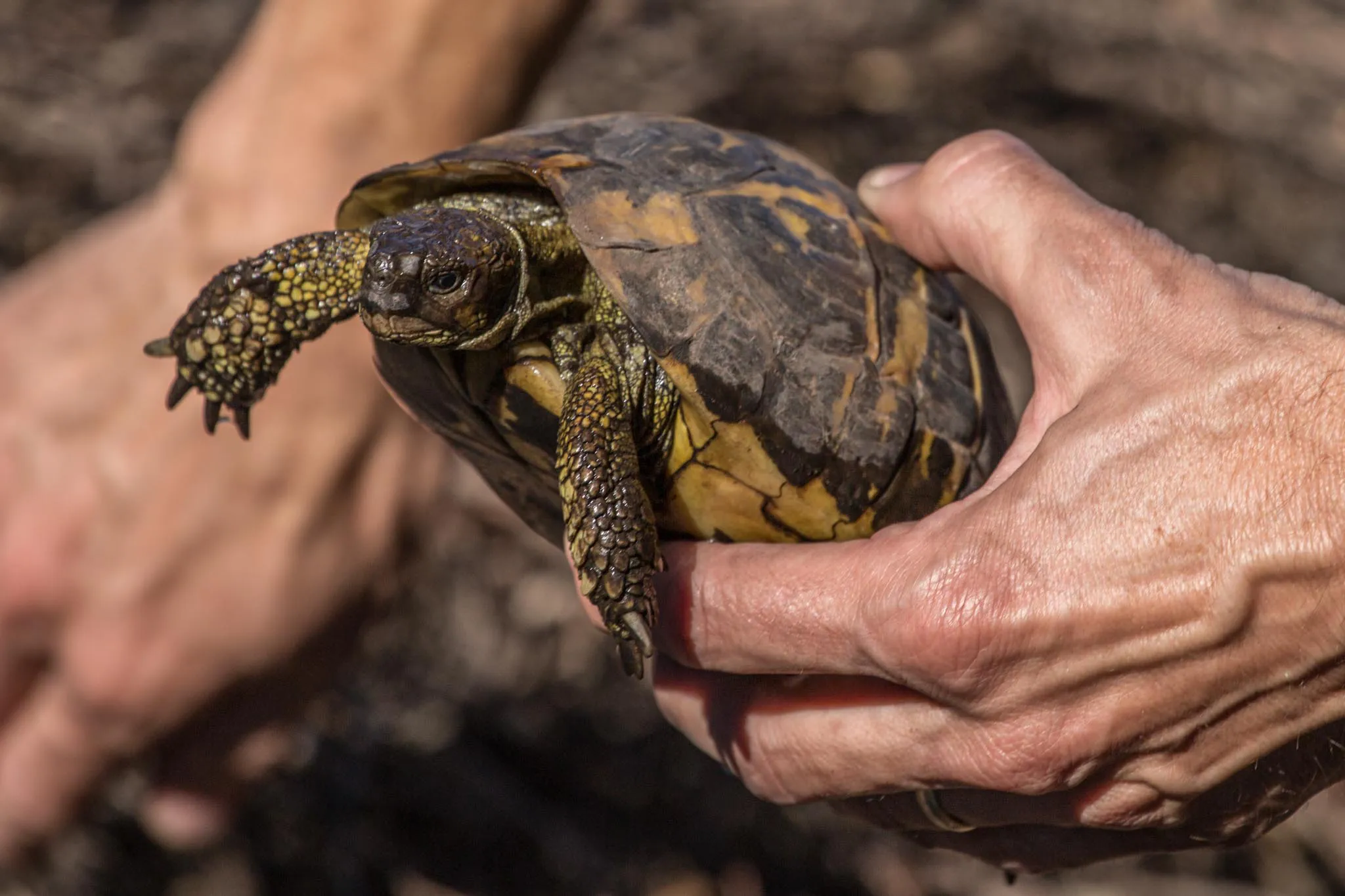 LOUAI-BARAKAT-reportage-Les-dernieres-tortues-francaises-11