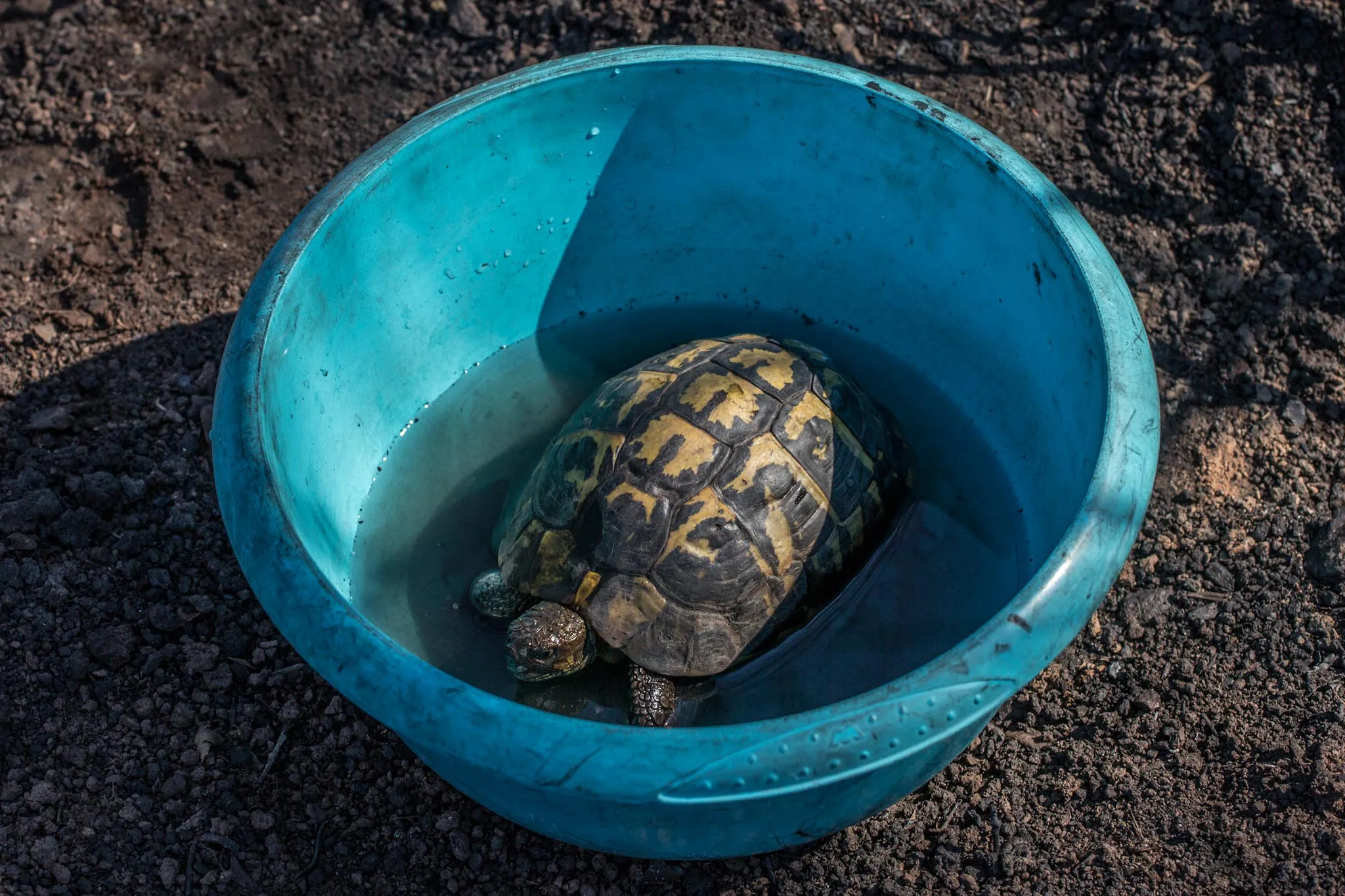 LOUAI-BARAKAT-reportage-Les-dernieres-tortues-francaises-17