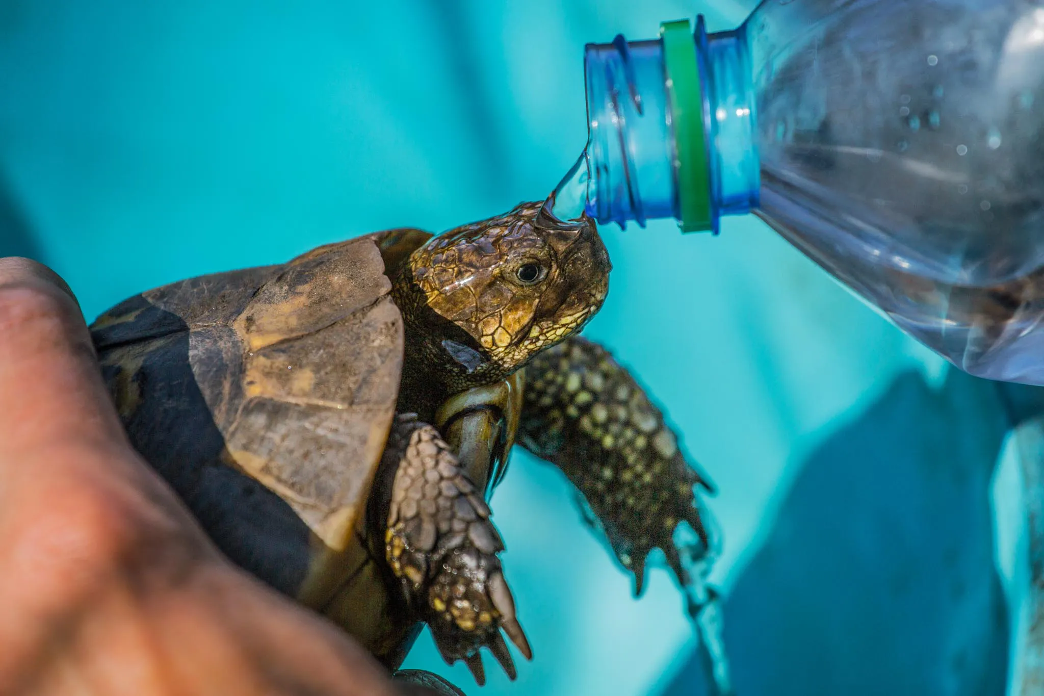 LOUAI-BARAKAT-reportage-Les-dernieres-tortues-francaises-2