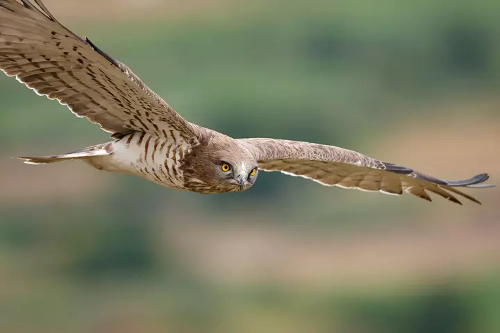 Reporterre Rapaces (1) - 2025 - Louai Barakat